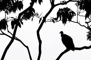 Neotropics Prints: Black Vulture (Coragyps atratus), Costa Rica