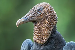 Neotropics Prints: Black Vulture (Coragyps atratus), Costa Rica
