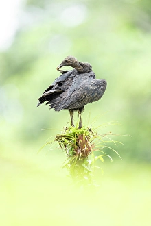 Black Prints: Black Vulture (Coragyps atratus) preening on perch, Lowland rainforest, Costa Rica
