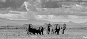 Black and white of elephants in Amboseli, Kenya