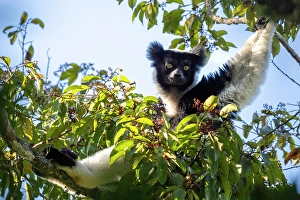 Madagascar Prints: Black and white Indri Indri lemur in a tree. Madagascar, Africa, Andasibe, Analamazaotra