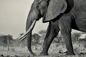 Black and white photo bull African elephant walking in the setting sun, Serengeti Black and white photo bull African elephant walking in the setting sun, Serengeti
