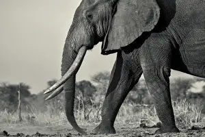 Tusks Prints: Black and white photo bull African elephant walking in the setting sun, Serengeti