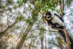 Black and white ruffed lemur (varecia variegata) in Eastern Madagascar