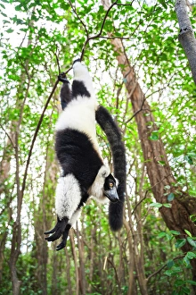 Black Prints: The black and white ruffed lemur (Varecia variegata) on a tree, Andasibe, Madagascar