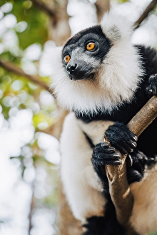 Black Prints: The black and white ruffed lemur (Varecia variegata) on a tree, Andasibe, Madagascar