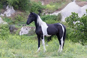 Equus Prints: A black and white stallion poses