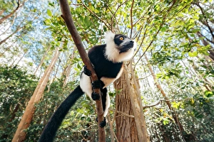 Black Prints: Black and white Vari lemur climbs a tree. Madagascar, Africa. Andasibe