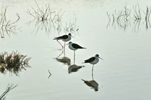Black-winged Stilt (Himantopus himantopus) in the marshes of the Sado Estuary Nature