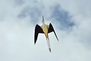 Images Dated 12th September 2014: Black-winged Stilt (Himantopus himantopus) flying over the marshes of the Sado Estuary