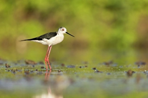 Bulgaria Prints: Black-winged Stilt (Himantopus himantopus)