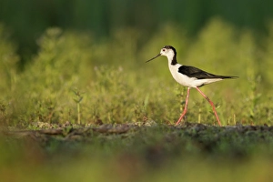 Bulgaria Prints: Black-winged Stilt (Himantopus himantopus), adult male, near Bratsigovo, Bulgaria