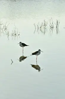 Black-winged Stilt (Himantopus himantopus) in the marshes of the Sado Estuary Nature