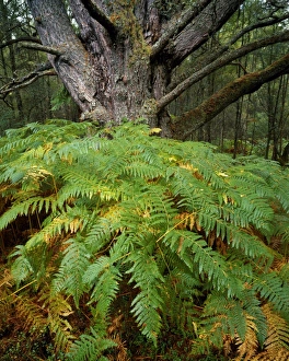 Bark Prints: The Black Wood of Rannoch