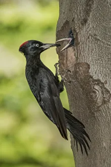 Nikon Prints: black woodpecker with cue