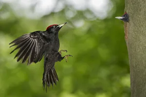 black woodpecker in flight