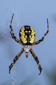 Spider Prints: Black and Yellow Garden Spider (Argiope aurantia), Thornton, Ontario, Canada