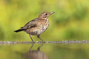 Bulgaria Prints: Blackbird (Turdus merula), juvenile at drinking pool, near Bratsigovo, Bulgaria