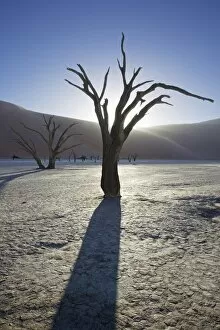 Images Dated 7th February 2006: Blackened camelthorn trees in Dead Vlei, near Sossusvlei, Namibia