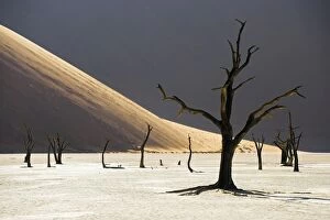 Desolate Gallery: Blackened camelthorn trees in Dead Vlei, near Sossusvlei, Namibia