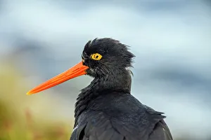 Salt Water Prints: Blackish oystercatcher (Haematopus ater), Sea Lion Island, East Falkland, Falkland Islands