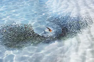 Abstract Prints: Blacktip reef shark (juvenile) and fish swarm - Maldives, Baa Atoll