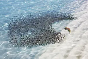 Blacktip reef shark (juvenile) and fish swarm - Maldives, Baa Atoll
