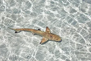 Maldives Gallery: Blacktip reef shark (juvenile) - Maldives, Haa Alifu Atoll, Dhonakulhi - Island Hideaway