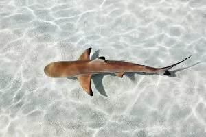 Images Dated 1st March 2021: Blacktip reef shark (juvenile) - Maldives, Haa Alifu Atoll, Dhonakulhi - Island Hideaway