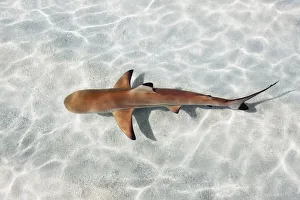 Blacktip reef shark (juvenile) - Maldives, Haa Alifu Atoll, Dhonakulhi - Island Hideaway