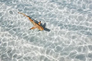 Blacktip reef shark (juvenile) - Maldives, Haa Alifu Atoll, Dhonakulhi - Island Hideaway