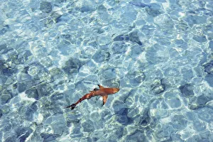 Blacktip reef shark (juvenile) - Maldives, Haa Alifu Atoll, Dhonakulhi - Island Hideaway