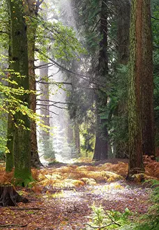 Rain Prints: Blackwater Tall Trees trail in New Forest National Park, Hampshire, England