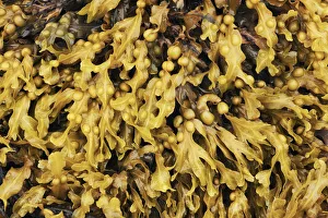 Water Plant Prints: Bladder wrack - United Kingdom, Scotland, Inner Hebrides, Skye, Duirinish