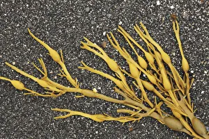 Water Plant Prints: Bladder wrack - United Kingdom, Scotland, Inner Hebrides, Skye, Duirinish
