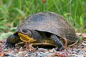 Blandings turtle, Emydoidea blandingi. Wandering female looking for nesting site in gravel, Lively, Ontario, Canada