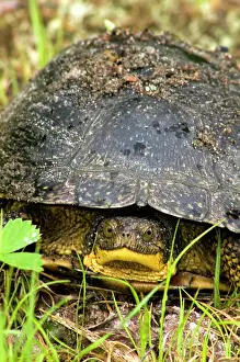 Zoology Zoological Prints: Blandings turtle Emydoidea blandingi Wandering female looking for nesting site in gravel