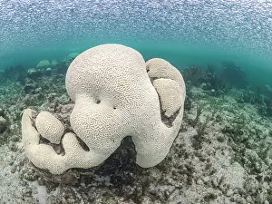 Bleaching corals due to the warmest sea temperatures ever recorded in 2023 on Grand Cayman, Cayman Islands