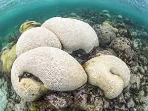 Coral Prints: Bleaching corals due to the warmest sea temperatures ever recorded in 2023 on Grand Cayman