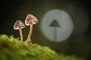 Hampshire Prints: Bleeding fairy helmet or Burgandydrop bonnet (Mycena haematopus)