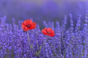 Mediterranean Area Prints: Blomming Lavender (Lavendula augustifolia) and Red Poppies ((Papaver))