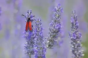 Mediterranean Area Prints: Blood droplet burnet [Zygaena minos] Plateau de Valensole