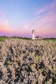 Romantic Prints: Blooming beach plum flowers at Highland Light, Cape Cod, North Truro, Massachusetts, USA