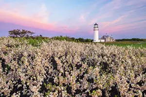 Romantic Prints: Blooming beach plum flowers at Highland Light, Cape Cod, North Truro, Massachusetts, USA