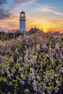 Cape Cod Light Prints: Blooming beach plum flowers at Highland Lighthouse
