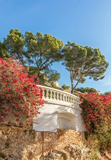 Noble Prints: Blooming Bugainvillea in Cala Fornells, Mallorca, Balearic Islands, Spain
