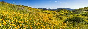 Images Dated 24th March 2017: Blooming Carpets of Wildflowers, Diamond Valley Lake, Hemet, California, USA