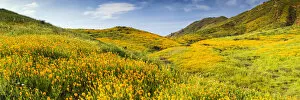 Images Dated 21st March 2017: Blooming Carpets of Wildflowers in Walker Canyon, Lake Elsinore, California, USA