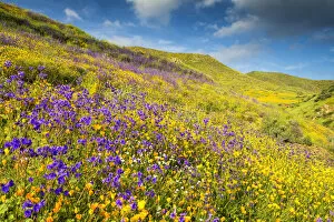 Images Dated 17th April 2018: Blooming Carpets of Wildflowers in Walker Canyon, Lake Elsinore, California, USA