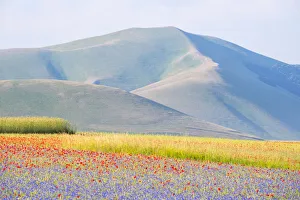 Blooming in Castelluccio di Norcia, Perugia province, Umbria, Italy